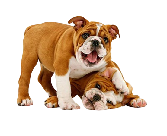 MarkBulldog-removebg-preview